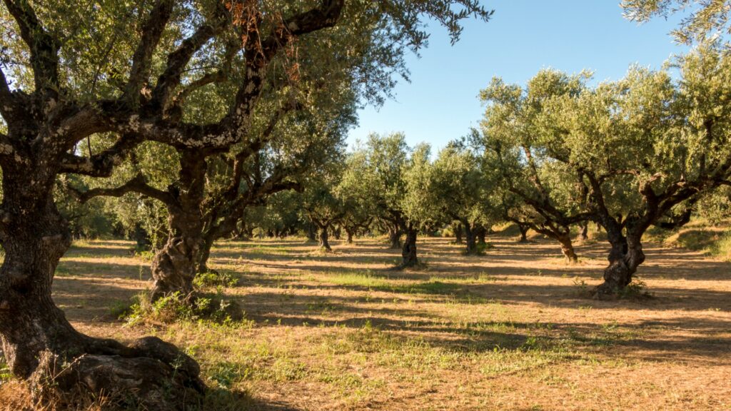 Biofairnet - BioFairNet Stakeholder Workshop - Agriculture Sector - Greece